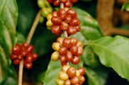 Fruto do Café